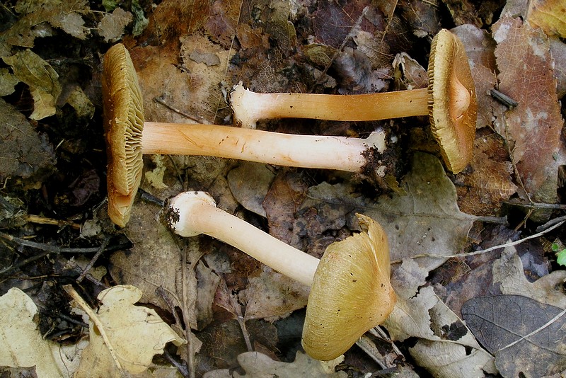 Inocybe godeyi